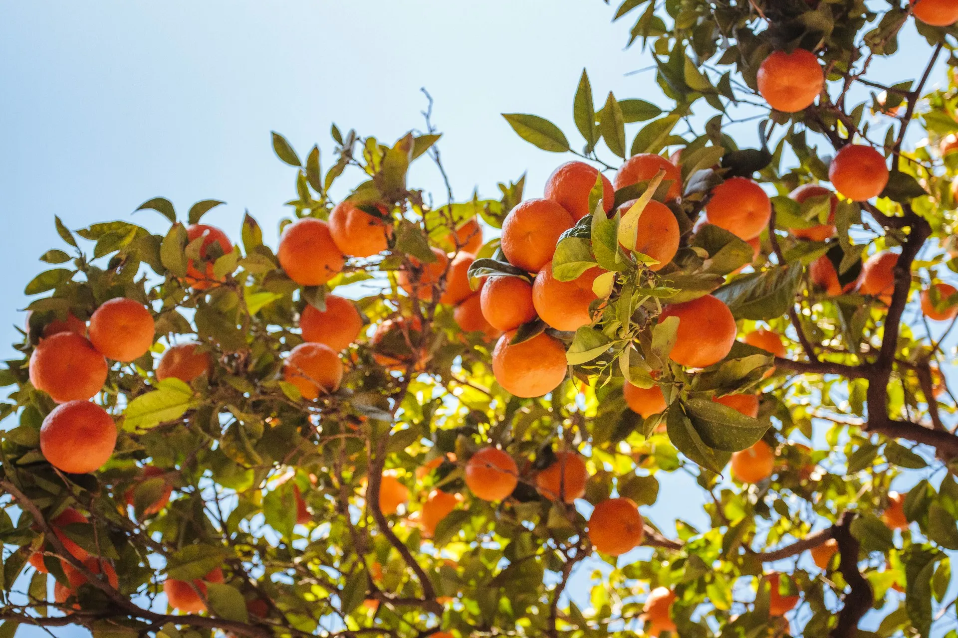 naranjas de valencia